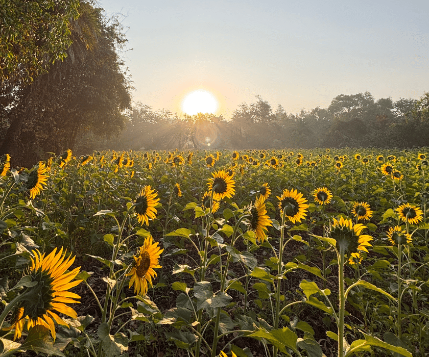 How We Started Sunflower Farm Visits – The Story of Join With Me 🌻